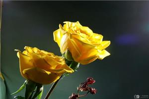 What are the words of yellow roses?