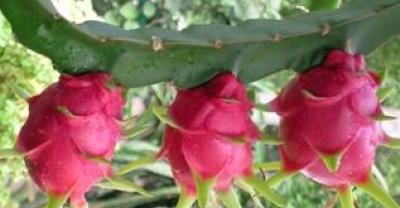 Rose planting method, flower language and packaging