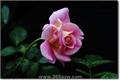 A detailed introduction to the characteristics and functions of rose flowers