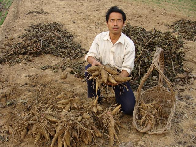 Planting snow lotus fruit has high economic benefit.