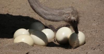 Breeding meat pigeons: which species of meat pigeons is the best? What is the largest variety of meat pigeons? how much is the price per pair of meat pigeons?