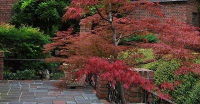 Grow flowers at home: you would rather eat without meat than live without bamboo, then raise a pot of asparagus!