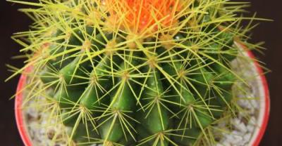 There is a knack for pocket coconut farming, so the plant type is beautiful