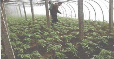 Planting Houttuynia cordata Thunb by mulching method has good benefit.
