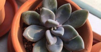 Three good culture methods for the first love of succulent plants