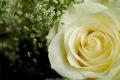 What is the language of white roses? what do white roses stand for?