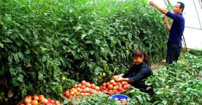 The most complete vegetable planting schedule in history (collection)