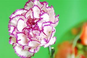 There are several colors of carnations, white, pink and purple.