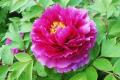 Introduction to the propagation methods of peony flower