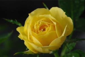 What does yellow rose mean? what does yellow rose mean?