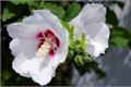 Appreciation of the pictures of rose hibiscus flowers in the desert