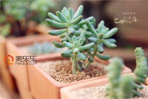Succulent eight thousand generations | the difference between eight thousand generations and the second female heart