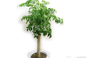 Propagation method of Happy Tree with good Environment, good feng shui and good intention