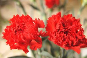 What does the red carnation represent? appreciation of the carnation flower language