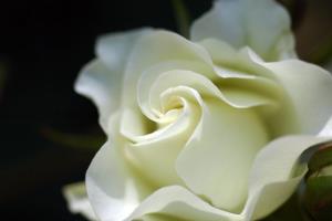 What does the white rose mean? what is the flower language?