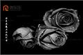 Black rose picture, black rose picture means