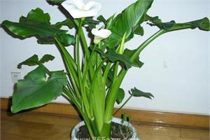 The propagation methods of sea taro experts teach you five methods.