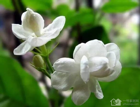 What are the main diseases and insect pests of jasmine? How to prevent and cure?