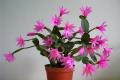 What is false epiphyllum? matters needing attention in the cultivation of false epiphyllum