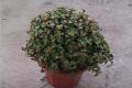 Will golden branch jade leaf plant blossom? how to raise golden branch jade leaf plant?