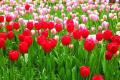 [tulip flowering] key points of tulip flowering maintenance