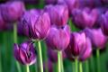 What is the flower language of tulips?