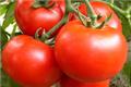 Eat tomatoes to lose weight?