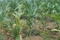 Control methods of Maize Diseases and insect pests