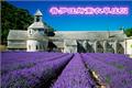 The Romantic World of Lavender Manor in Provence