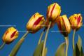 What is the flower language of tulips? what do different colors represent?