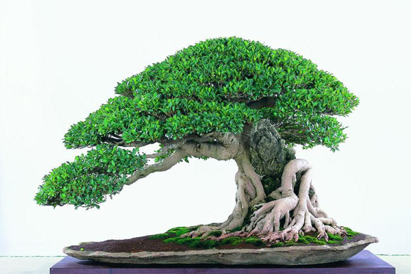 How to replenish the roots of banyan bonsai?