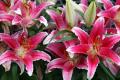 Lily language, the efficacy and function of lilies