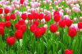 What is the language of tulips