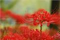 Picture appreciation of Datura stramonium flowers