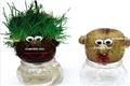 Enjoy the natural flavor of miniature potted plant pictures