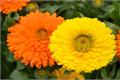 Summary of the efficacy and function of Calendula