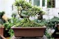 Planting and maintenance skills of snow bonsai in June