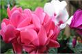 Daily maintenance methods of cyclamen daily maintenance skills of cyclamen
