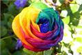 Introduction and culture skills of rainbow roses rainbow roses witness gorgeous moments
