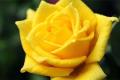 What does the yellow rose mean? what does the yellow rose mean?