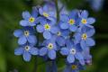 [efficacy and function of forget-me-not] efficacy characteristics of forget-me-not