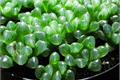 How to cultivate ice lantern jade dew correctly and what matters needing attention