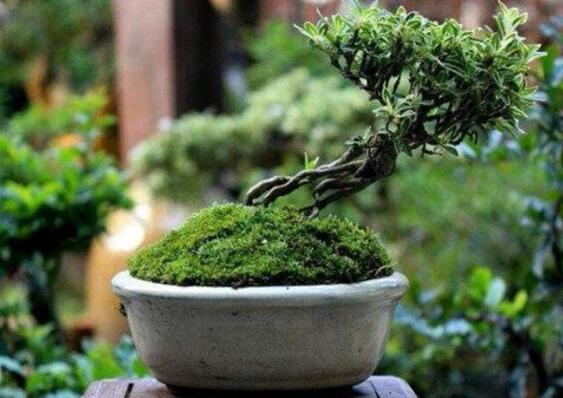 How to shape and trim the snow bonsai in June?