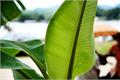 [banana tree] A complete introduction to banana trees