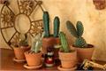 The use of cactus how to use cactus skillfully