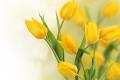 How to raise tulips? simple steps to teach you how to grow healthy tulips