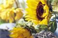 Efficacy and function of sunflower seeds
