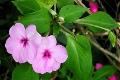 How does impatiens spread its seeds?