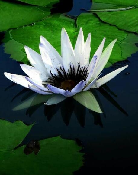 Why do water lilies not bloom?