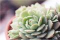A super practical method for breeding succulent plants (collection)